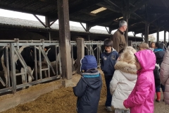 visite ferme : les vaches